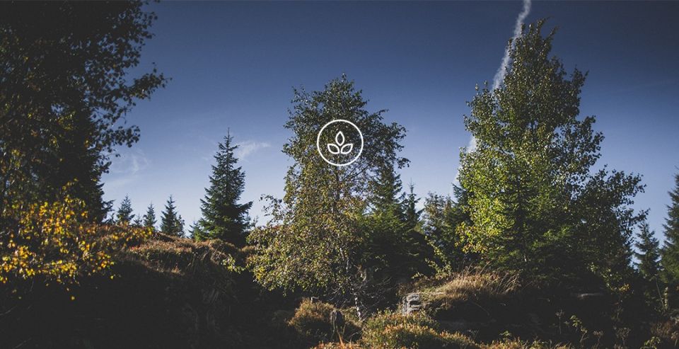 BeWooden -