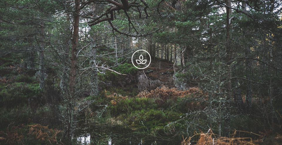 BeWooden -