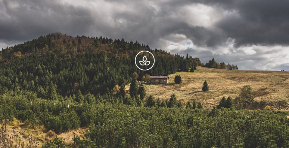 BeWooden -