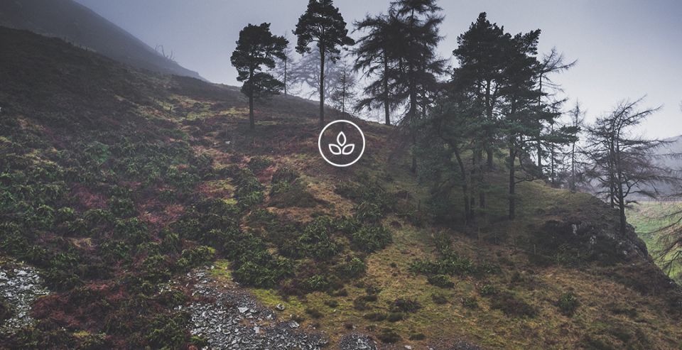 BeWooden -