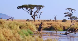 Den Afriky: Jak pomáhá BeWooden africká edice?