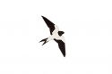 Dřevěná brož Swallow Brooch