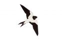 Dřevěná brož Swallow Brooch